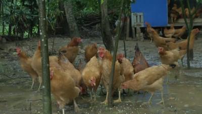 建“别墅”来养鸡，还配有专属“产房”！50只土鸡养300天竟可以增收5千元！