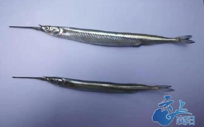 汉江发现一种嘴巴像针的鱼 水产专家：肉质鲜嫩，可食用