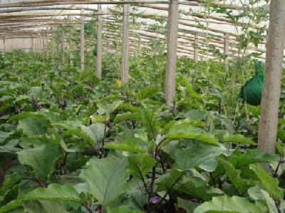 茄子种植过程中怎样合理安排茬口？避免或减轻重茬病虫害发生