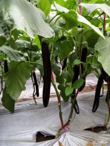 大棚种植秋延后茄子，做好这5个技术要点，亩产轻松过万斤