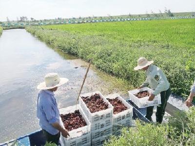 麻小”产业路越来越平坦，关键还在于……