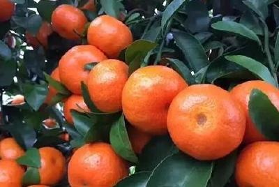 【柑橘】早熟柑橘新品种都有哪些?种植前景如何？