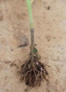 注意！番茄苗期干枯死苗不断，不一定是病