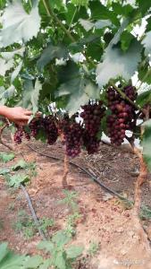 【葡萄】葡萄收获后该如何管理？ 管理粗放会影响明年葡萄的产量