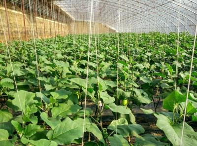 棚室茄子合理整枝产量高！茄子植株调整方法