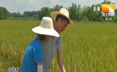 我省再生稻种植县大获丰收，价高于去年，后期如何管理？