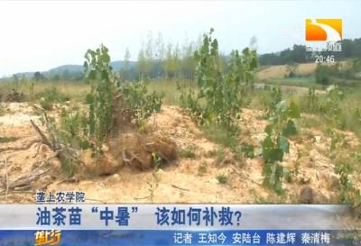 油茶苗“中暑” 该如何补救？