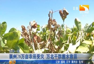 襄州26万亩农田受灾 万名干群搬水救苗