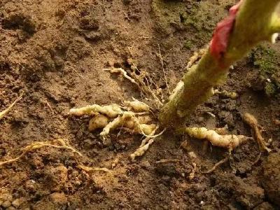 蔬菜定植前后防死棵，你做好准备了吗 