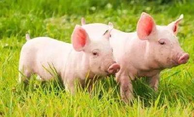 非洲猪瘟撞上猪周期，猪价要涨3年？专家：有母猪的人发财了！