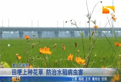 田埂上种花草 防治水稻病虫害