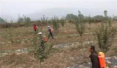 【桃子】果树使用除草剂时，一定要用对，避免对果树造成伤害