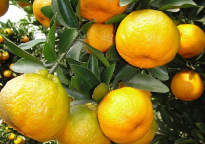 【柑橘】做好椪柑炭疽病的预防工作！加强修剪，注意间伐