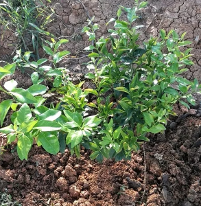 【桔子】土壤板结严重、柑橘虫害难防？不妨试试这几种方法