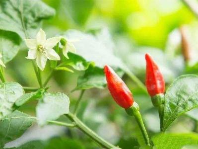 高温多雨需提前防控辣椒落叶！增加植株抗病性