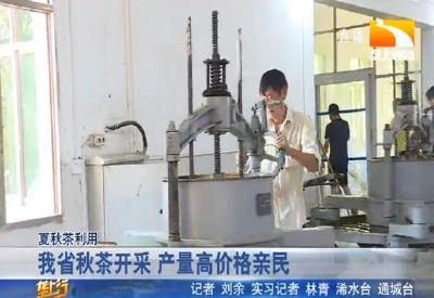 我省秋茶开采 产量高价格亲民
