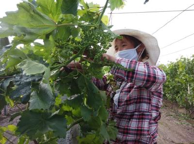 【葡萄】葡萄夏剪把三关！除萌、摘心、去卷须