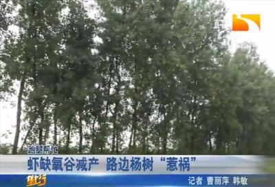 虾缺氧谷减产 路边杨树 “惹祸”