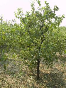 【枣树】秋栽枣树有8招！起苗时尽量避免对根系的损伤