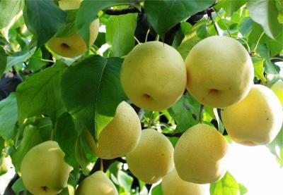 【梨子】萌芽率高，成枝力低！梨树与整形修剪有关的生长结果习性