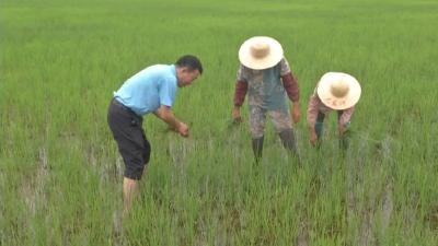 4个人种2000亩地，一年能赚70万元！还有时间帮别人管田