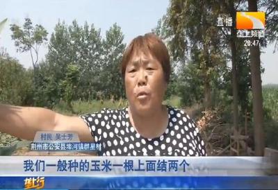 玉米结穗太多 乡亲着了急