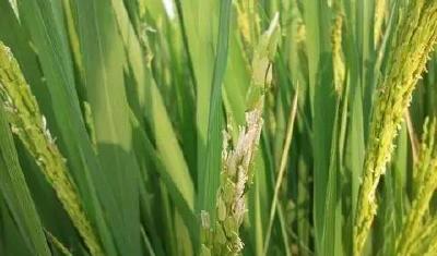 水稻空秕粒多，减产怎么办？？