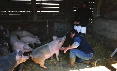 农业农村部发布非洲猪瘟防控工作中消毒剂选择方案