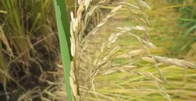 稻农必看！两种水稻补贴，直接发给种植者本人！