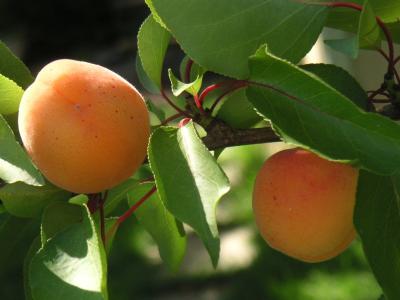 【桃子】丰产期桃树冬剪整枝技术！栽培丰产期怎么管