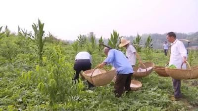 西瓜地里长棉花、玉米还有桃？“花式”套种亩增收4000以上