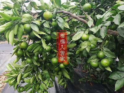 【柑橘】特早熟柑橘品种有哪些？