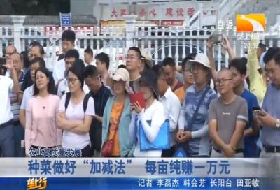 种菜做好“加减法” 每亩纯赚一万元