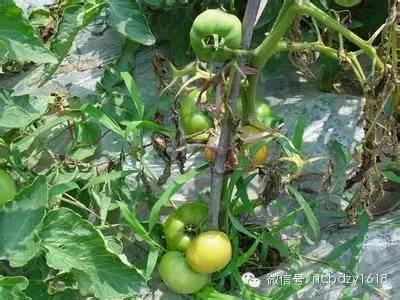 8-10月番茄三大病害不得不防！茎基腐病、青枯病、疫病