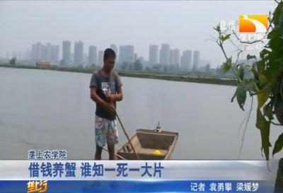 借钱养蟹 谁知一死一大片