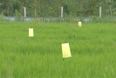 高温持续，水稻增产关键期如何管理？家禽也要“避暑降温”安全度夏