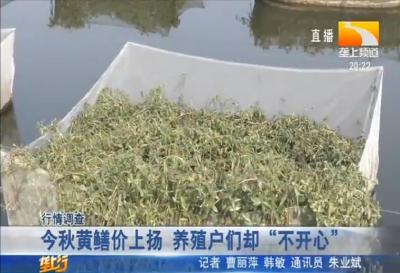 今秋黄鳝价上扬 养殖户们却“不开心”