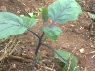 【管理】蔬菜苗期怎样用肥花钱少，效果好？有说法了