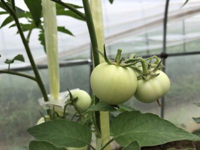 露籽、菊形、带线、空腔……秋延迟茬番茄要注意