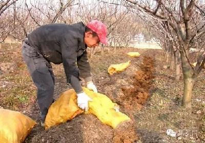 【梨树】八月梨树管理——早熟梨树品种施基肥