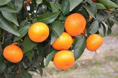 【柑橘】9月柑橘要严防落果和裂果，重点调控好秋稍，还要防治病虫害