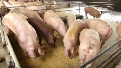 国家发展改革委：预计本周生猪周均价环比继续微涨 