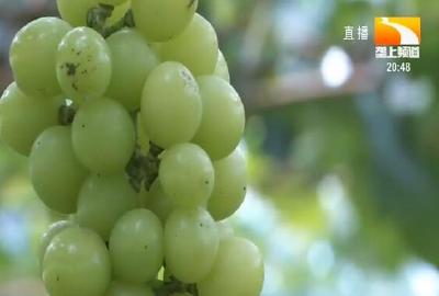 葡萄种出精品果 一亩多赚一万元