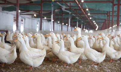 纯中国血统“中新鸭”正式加入肉禽界，个头大养殖收益高！
