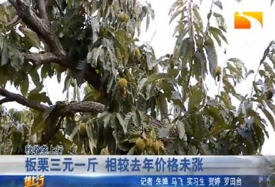 罗田板栗开打 “大年” 产量不大