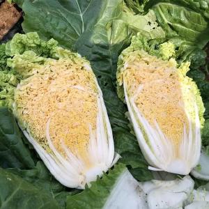 立秋过后，秋白菜种植是重点！农户想高产，选种可是重中之重