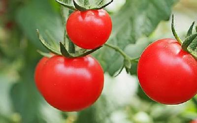 小番茄，有人说它是转基因技术的产物，是真的吗？