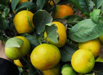 【柑橘】警惕！柑橘发生药害的8种症状及原因