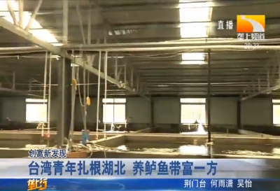 台湾青年扎根湖北 养鲈鱼带富一方