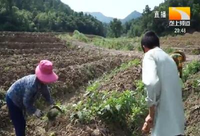 山区种葛根 托起脱贫致富梦